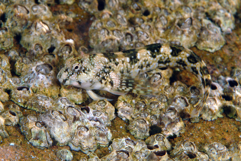 Coryphoblennius galerita